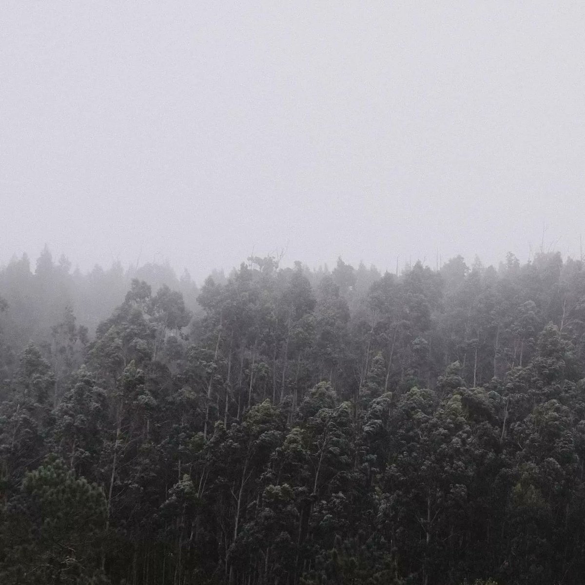 novaro_giovanni's tweet photo. SILENT HILL
#portogallo #portugal #madeira #madeiraisland #forest #fog #forestphotography #fujifilm #fujifilm_xseries #fujifilmitalia https://t.co/I65vSpUXBF