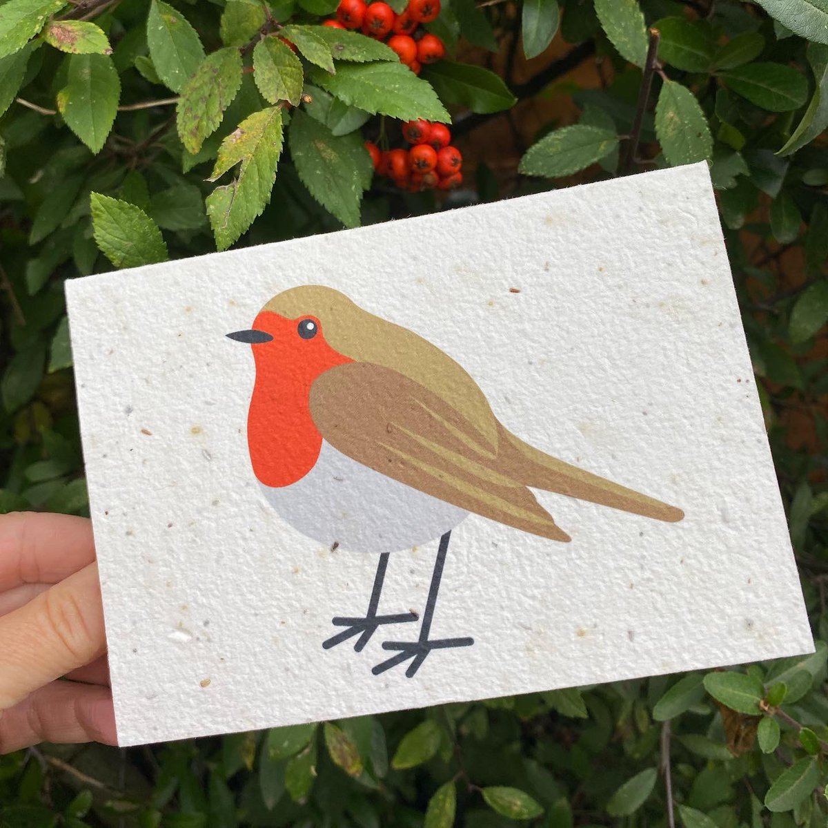 tommyandlottie's tweet photo. Plantable Robin seed card.
100% biodegradable.
Up to 12 varieties of UK perennial wildflower seeds.
🪴♻️🪴
https://t.co/c4VZXxwKcV
#seedcard #biodegradeable #card #Christmas #ChristmasCard #Robin #bird #ecofriendly https://t.co/DPX9zR3ahL