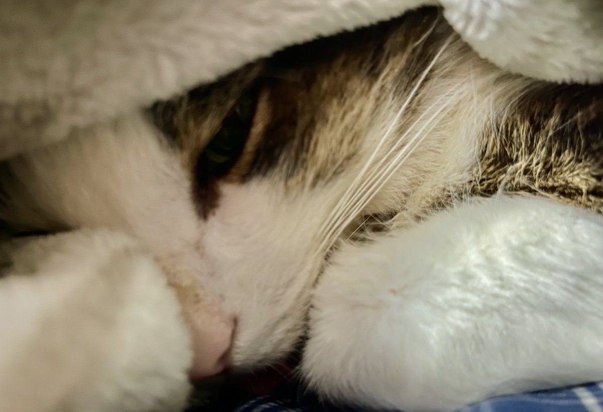WaldoOlliver's tweet photo. #SnugglySunday the best kind. I go back to vet on Wednesday and hopefully they will find out if Penicillin working or not. Iz still in no pain, eating, snuggling, playing and being a good boy. Lubs to all of you! #CatsofTwittter https://t.co/k8le8E4WPg