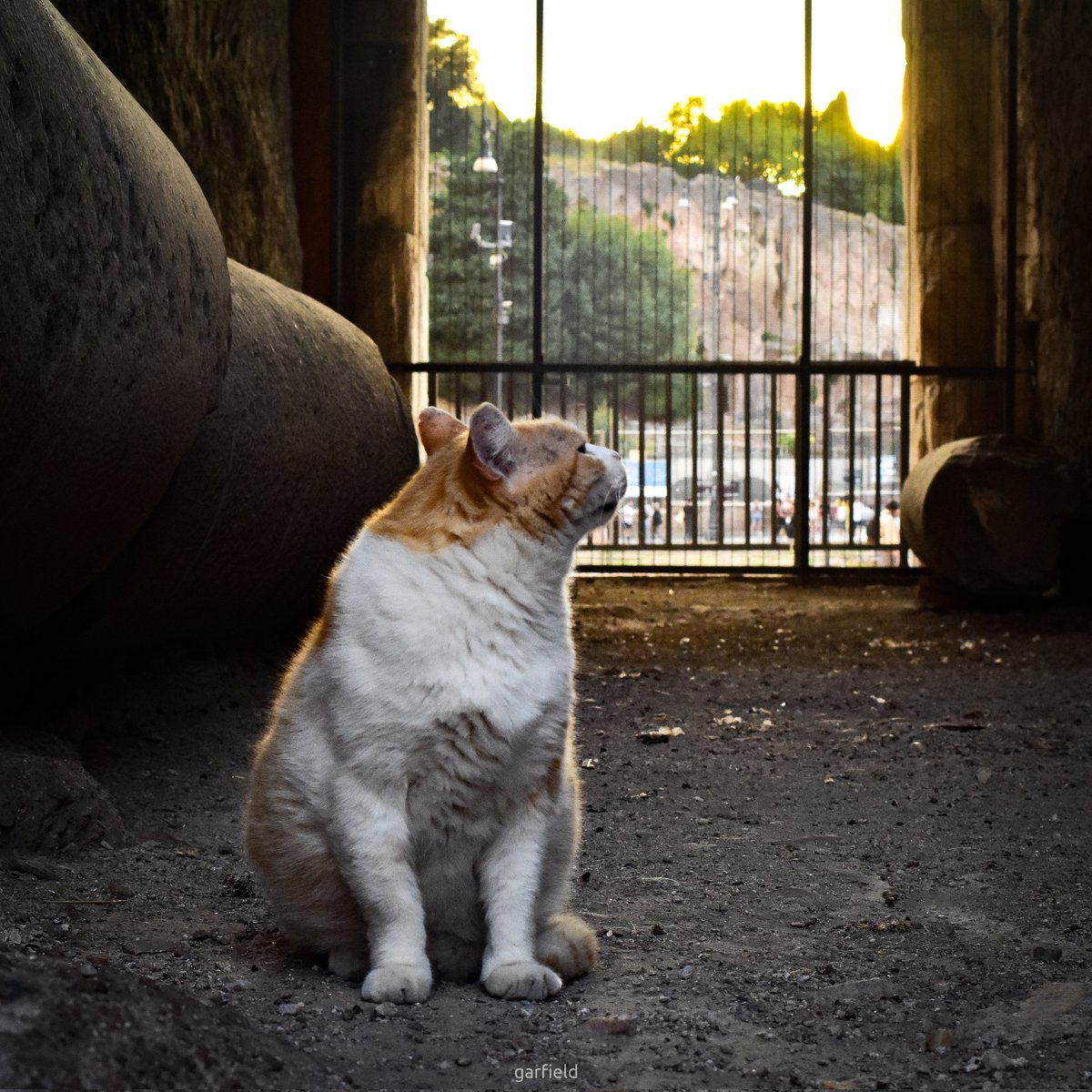 PhotoGarfield's tweet photo. A Colosseum dweller.

Yes I was inside of one of the most impressive building under the seal of the World Heritage... and just took a picture of a cat.

#rome #historicalrome #colosseum #historicalmonument #worldheritage #romancolosseum #cats #CatsofTwittter #catsofcolosseum https://t.co/cC4O9NwdIB