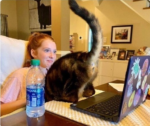 When you're trying to complete your zoom class but your cat wants to start an onlyfans