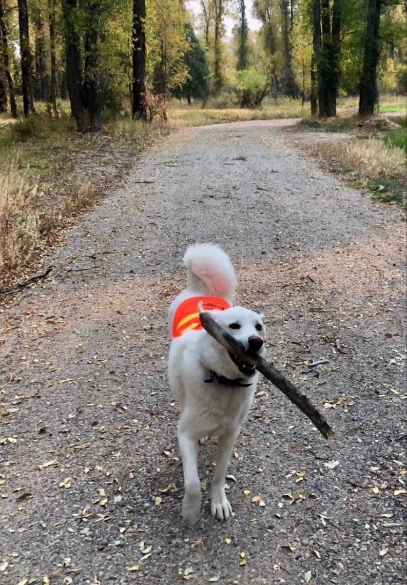 Hi Rescue Dog Friends! I am putting together a slide show for my launch party and book tour events and school visits. If you have a rescued dog or kitty you'd like to put in the lights, send me your photos! Midnight at the Shelter arrives November 1st!