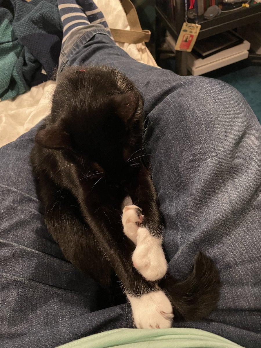 jmcloughlin's tweet photo. Had plans for the next half hour, but they now involve being a cushion #dontreallymind https://t.co/NVXT89861p