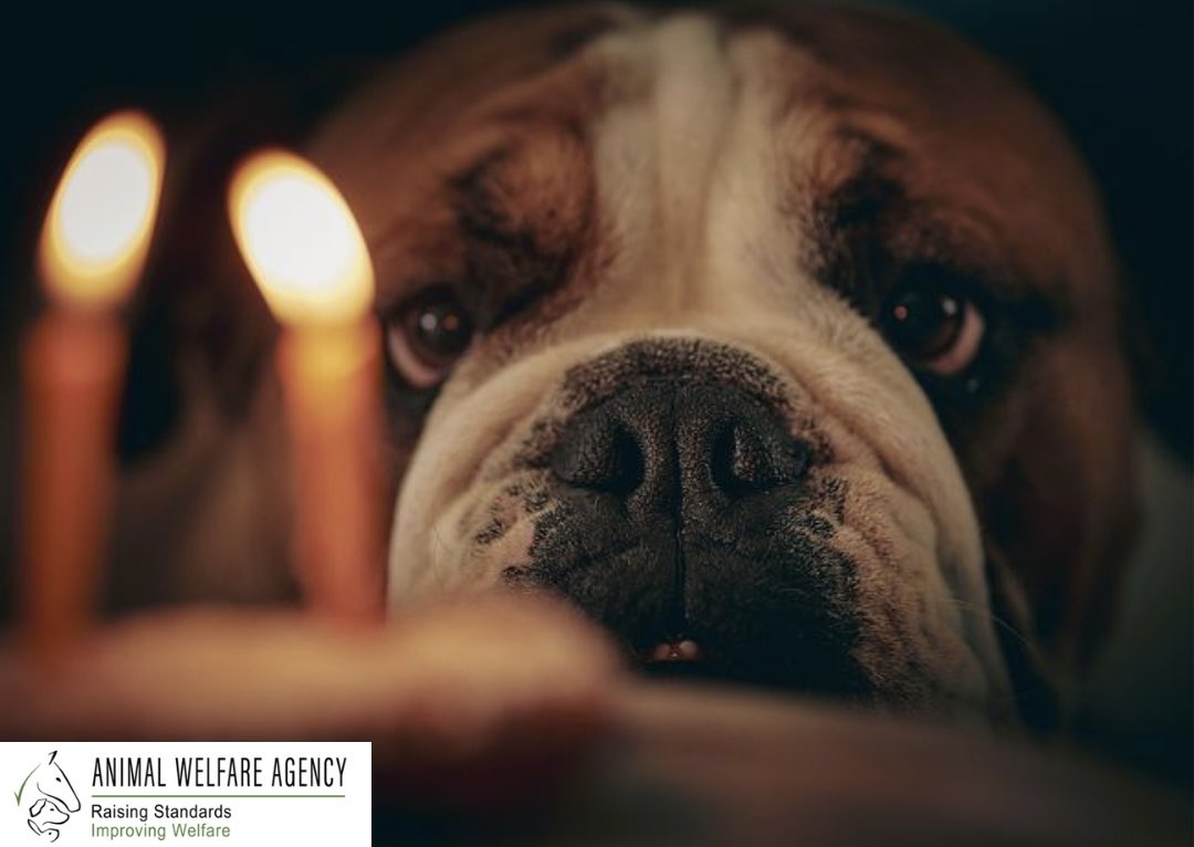 AWAUK_'s tweet photo. We are delighted to be celebrating our 2nd anniversary of AWA and are looking forward to many more 🎂
#animalwelfareagency #anniversarycelebration #happytwoyears #companyanniversary #animalwelfare #animalsfirst https://t.co/VXii72VqiE