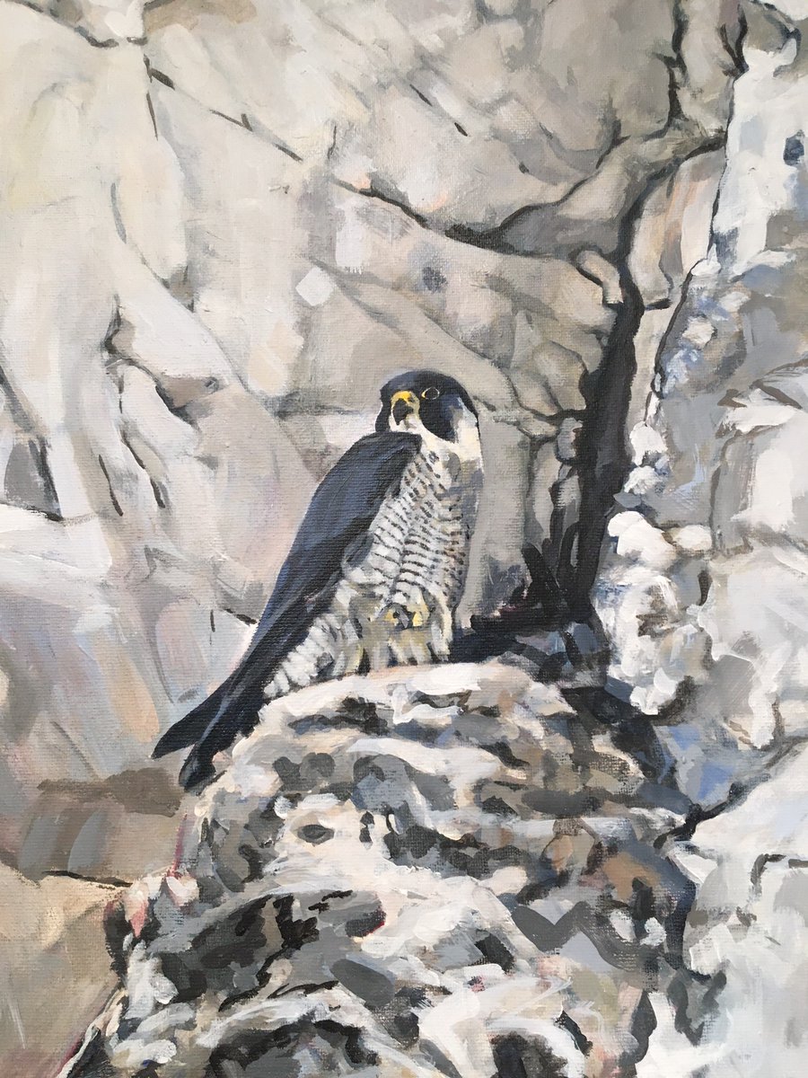 J_M_Boorman's tweet image. 1/3 Some personal highlights from a visit to @swlanaturaleye last Friday. @HarrietMead1 &apos;s newt was stunning, though it was her Water Rail I&apos;d have taken home. @maxangusmaker had some block linocut prints on display, but I wasn&apos;t expecting her lovely acrylic on canvas Peregrine.