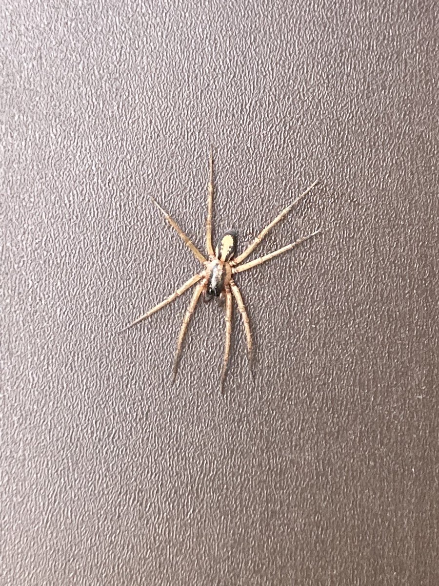sofdeovando's tweet photo. ⁦@Arachno_Cosas⁩ apareció en mi casa. Es una violinista ? 😱 https://t.co/YXEm7gujLO