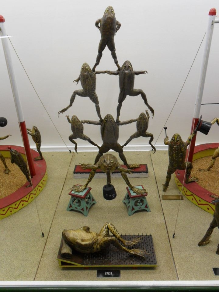 CuriosMuseum's tweet image. Exhibits from Froggyland, a taxidermy museum in Croatia. The specimens were preserved in 1910-1920.