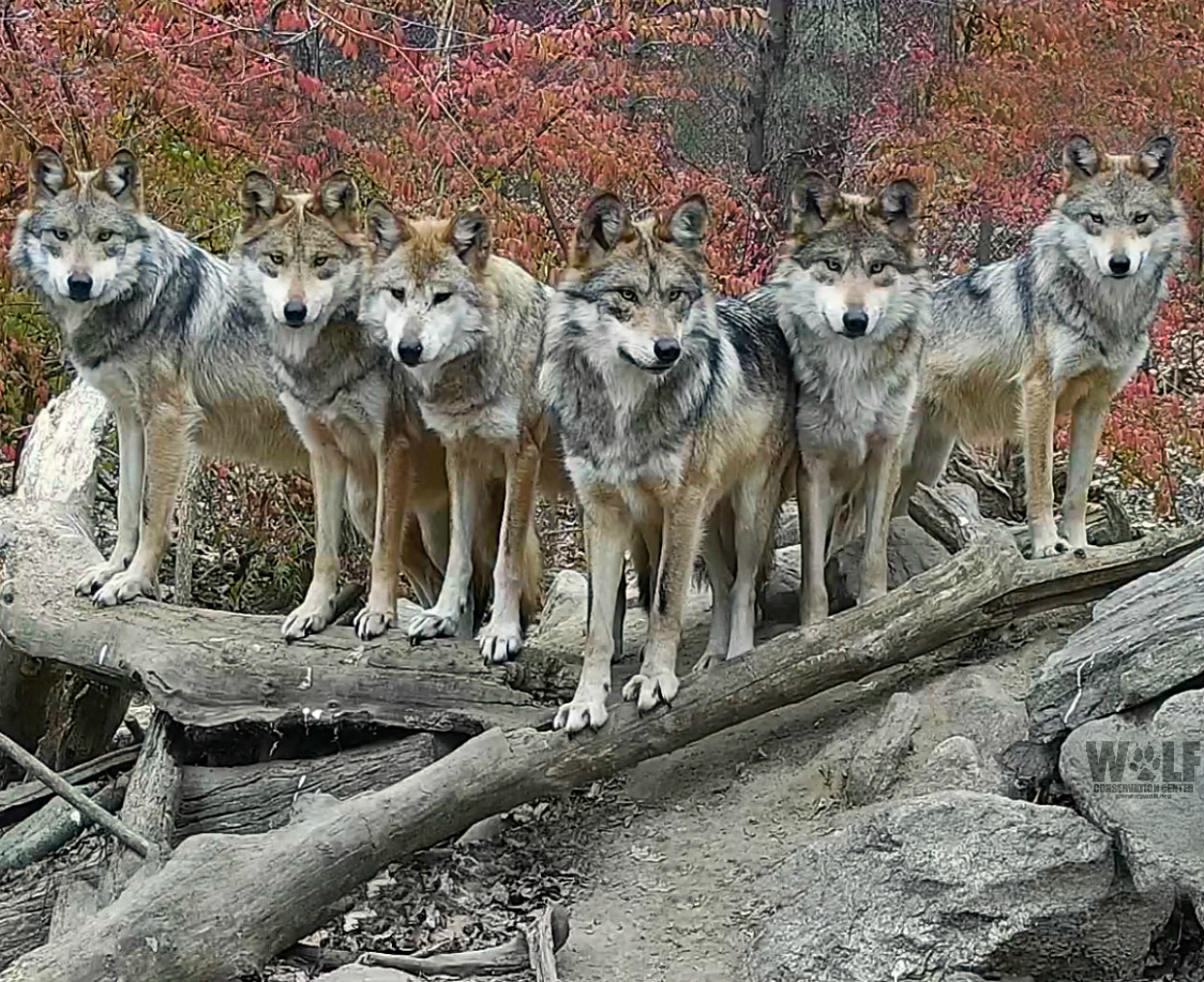 #WolfAwarenessWeek begins today! 🐺
It's a time to open the door to understanding the importance and plight of the wolves and engage the masses to become interested and active in wolf survival.

Wolves are essential, and so are you!