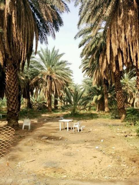 MUSTAPHA tweet media