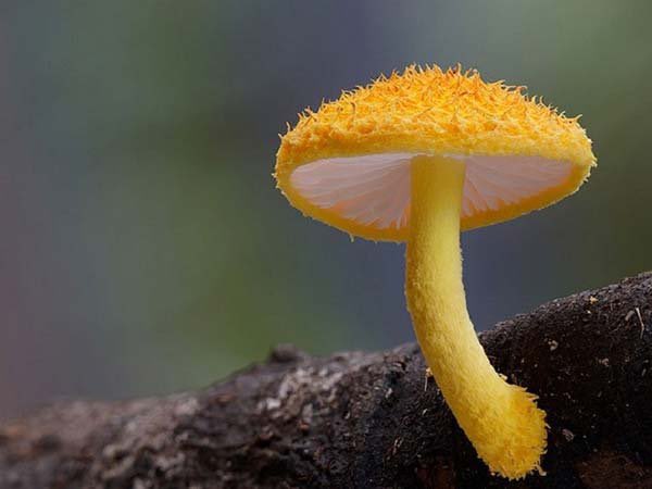 Here’s some amazing mushrooms, happy #flowerreport @alyssaharad 🍄💚