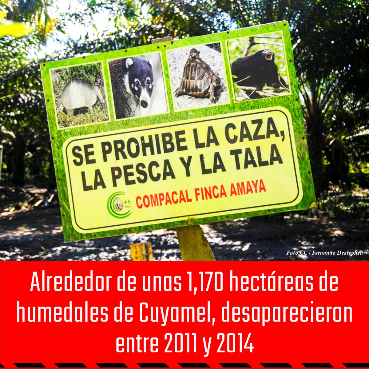 Avispa_Midia's tweet photo. 🆘 | El Parque Nacional Cuyamel-Omoa, al norte de #Honduras 🇭🇳 y que el Instituto de Conservación Forestal propuso como área protegida hace 11 años, está destruido. Su expediente se quemó en un incendio que ocurrió en las oficinas del ICF.
👉 https://t.co/BekVLZMrS5 🐝
#Panaco https://t.co/2mr1doEeGC