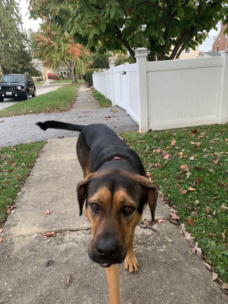 Wondering who will be the person to invent portrait mode for our fur babies. 
#muttsof