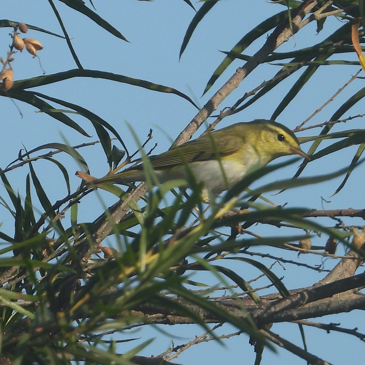 Astonishingly, I just saw a Wood Warbler (Phylloscopus sibilatrix) in a cemetery in Long Beach. Already about 70 other birders there looking at it, and no doubt many more on the way. It's the first time this European species has been seen in the lower 48.