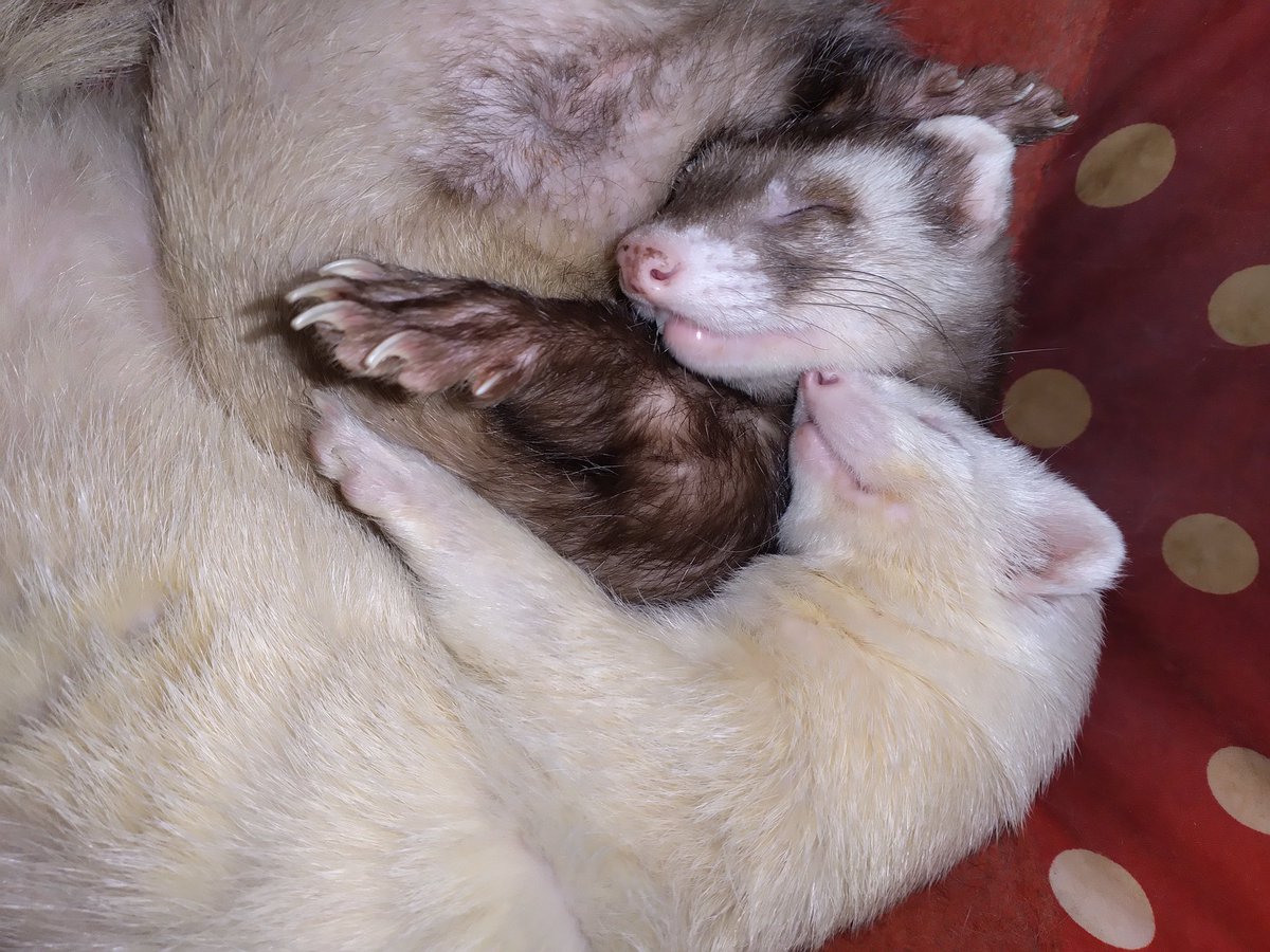 Sunday Snuggles 😊