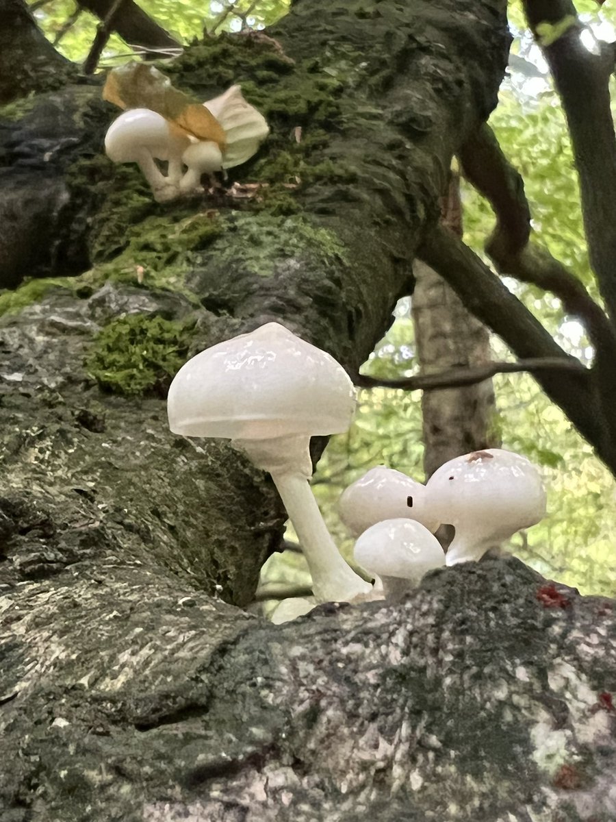 Beautiful #Hitchwoods in #Hertfordshire full of wonder and joy #funguys #forest #wildmushroom 🍄🌲