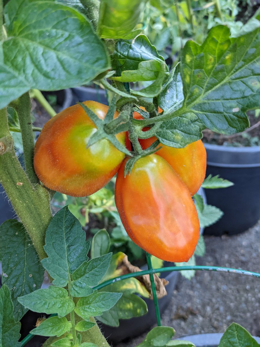 mrdemedeiros's tweet photo. The garden is still producing this late in October. The consequences of a long hot summer are concerning. #gardening https://t.co/AVv8Kp7b1r