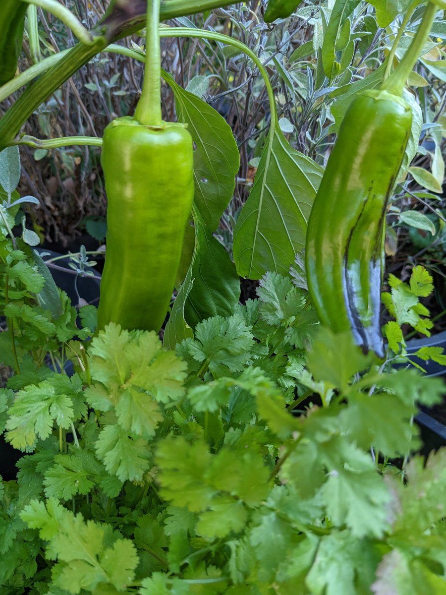 mrdemedeiros's tweet photo. The garden is still producing this late in October. The consequences of a long hot summer are concerning. #gardening https://t.co/AVv8Kp7b1r