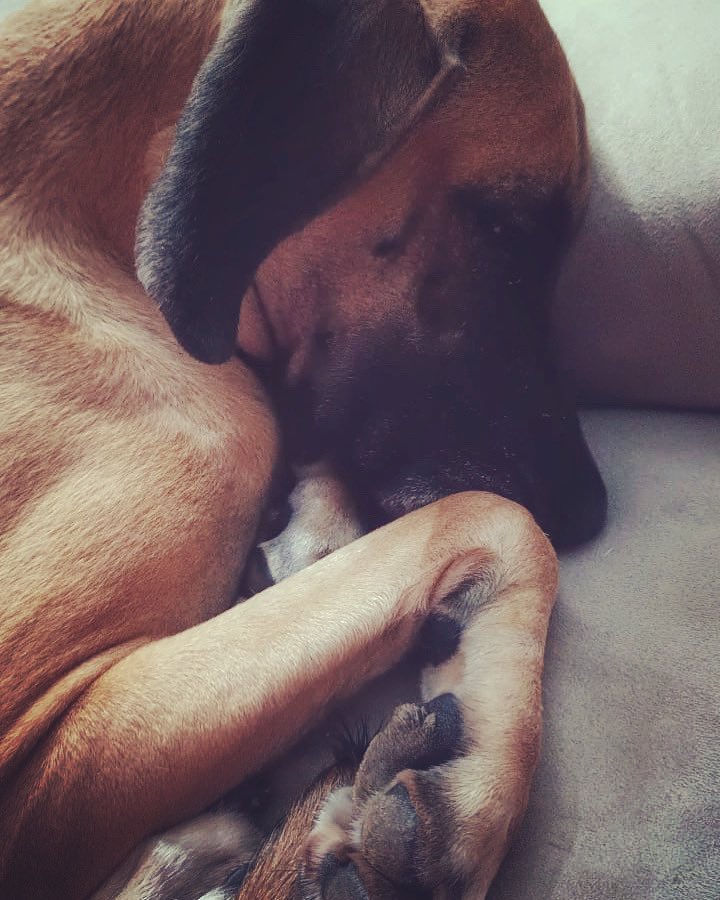 vnmenon8's tweet photo. Warning: This pic contains too much cuteness for one person. #greatdane #appoloofdogs #cutepaws #cuteness #goodnight https://t.co/bOVBoYf78F