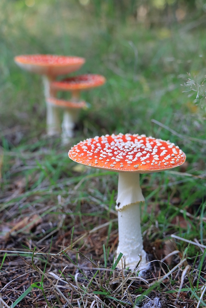 Paddenstoelen in Panbos #BoschEnDuin #Utrecht #Nederland #GroetenUitHolland #Fotografie #Canon #EOS90D johnwitjes.nl/utrecht/padden…. Tag ons #groetenuitholland.