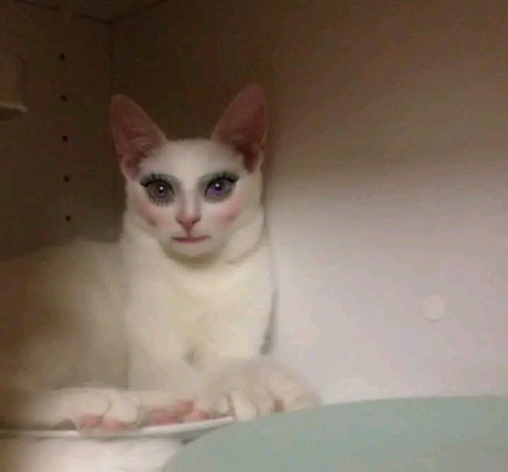 ҂𑁤 (@oddioso) on Twitter photo 