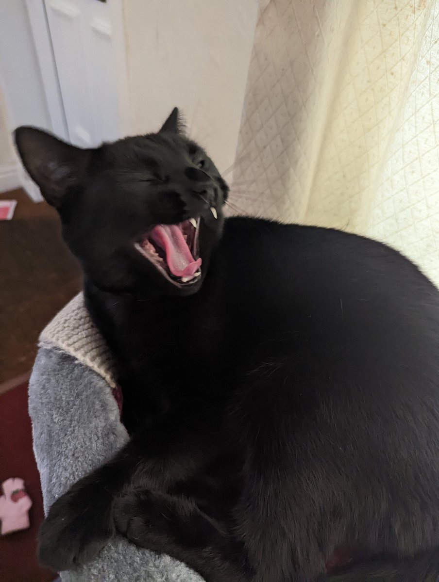 cats being weird little guys 👅 tweet media