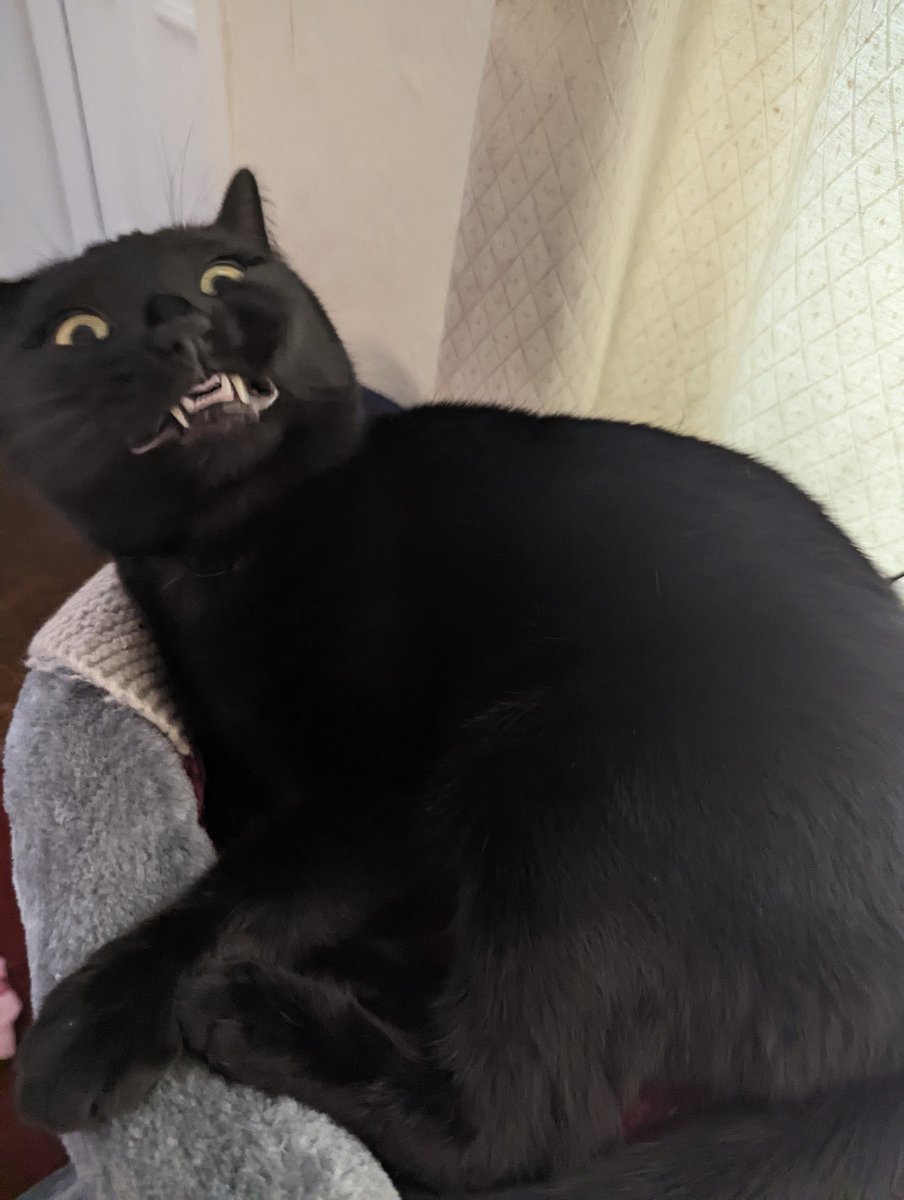 cats being weird little guys 👅 tweet media
