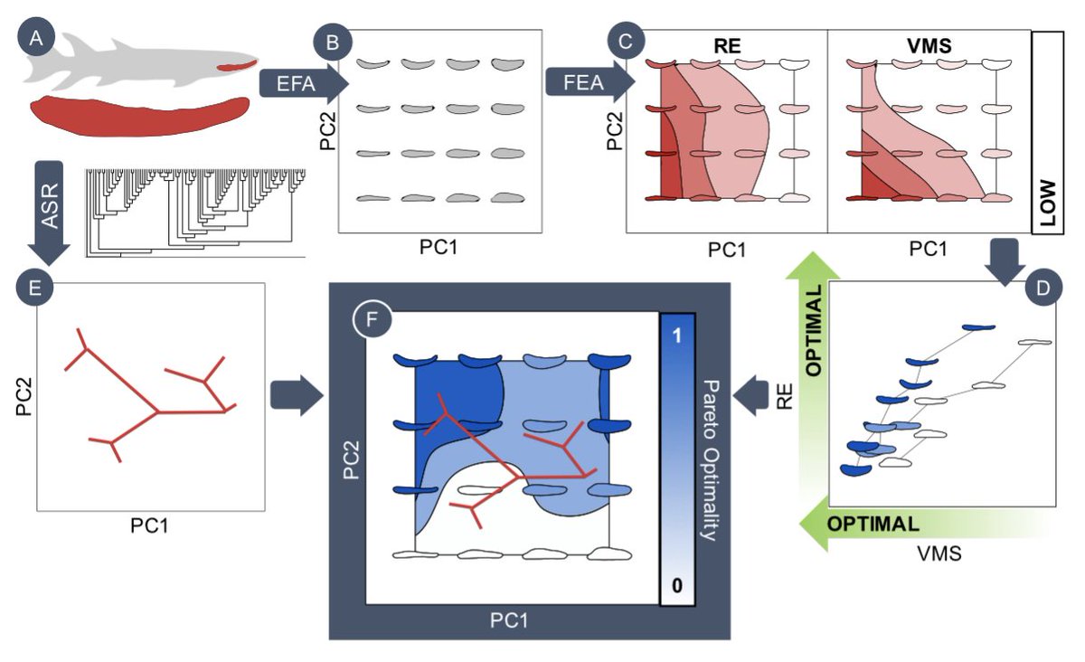 3x 33 month postdoc positions available applying theoretical morphospace approaches in evolutionary morphology, focussing on the evolution of jaws, wings and leaves <a href="/BristolPalaeo/">UoB Palaeobiology</a> <a href="/UoBEarthScience/">University of Bristol Earth Sciences</a> Apply by Nov 4: deets tinyurl.com/4zmh7z5s