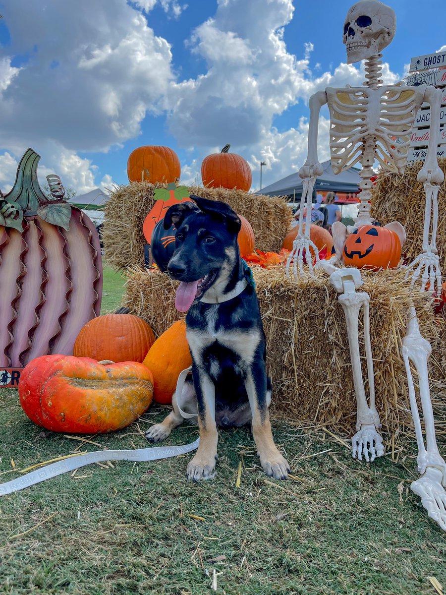 naatchavez's tweet photo. 🎃🧡 https://t.co/J1B1Hc10Ox