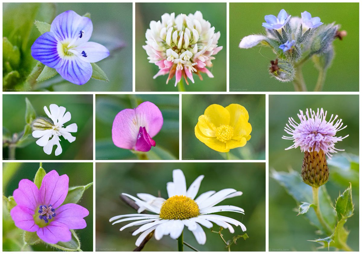 Wildflowers found this morning growing in a field just a short walk away from my home: common field-speedwell, alsike clover, field forget-me-not, white campion, common vetch, meadow buttercup. creeping thistle, cut-leaved geranium and ox-eye daisy. #WildflowerHour #nature