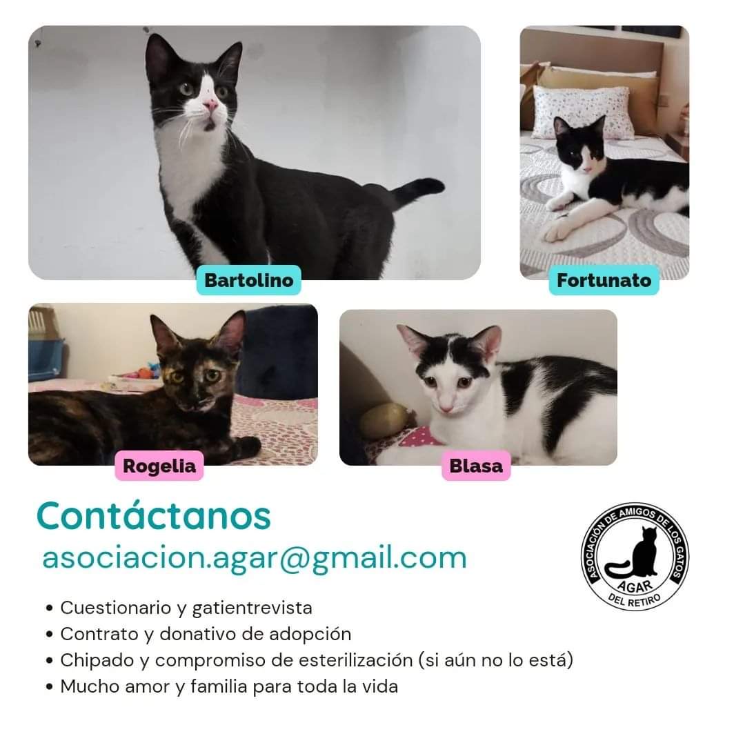 🐾 SE BUSCA FAMILIA DE KARENS 🐾

Ellos son los tres hermanitos de la camada de los huerfanitos que aún no han encontrado a su familia definitiva: Blasa, Rogelia y Fortunato.

Y nuestro querido Bartolino, que fue abandonado por quienes un día fueron su familia.
#AdoptaNoCompres