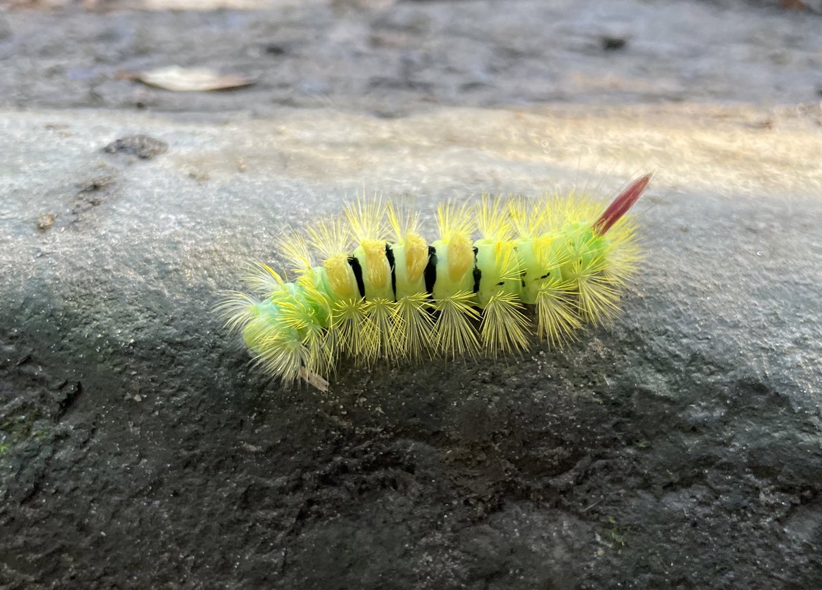 alexiskeech's tweet photo. Beautiful pale tussock moth caterpillar at the wonderful #Hackfall woods. Wonderful part of the world preserving some beautiful woodland and a glut of oak acorns, not many beech masts collected for the next generation of the #woodlandcreation for the #NorthernForest. https://t.co/U44OgIx98A