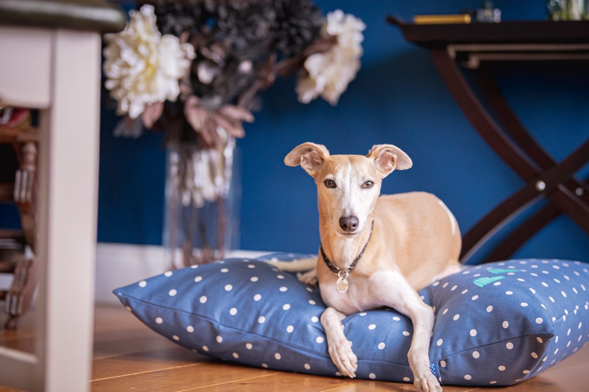 dotty4paws's tweet photo. Give your pup the ulti'mutt slumber experience with a bespoke, luxury dog bed from @slumberinghound - Dee's handmade dog beds, #blankets and #snugglesacks are just the best - I know because Poppy has all three! 🐾🙊💕 

https://t.co/Js9tqkBD6P

#dogsoftwitter #HandmadeHour https://t.co/QWdrsHuwoy