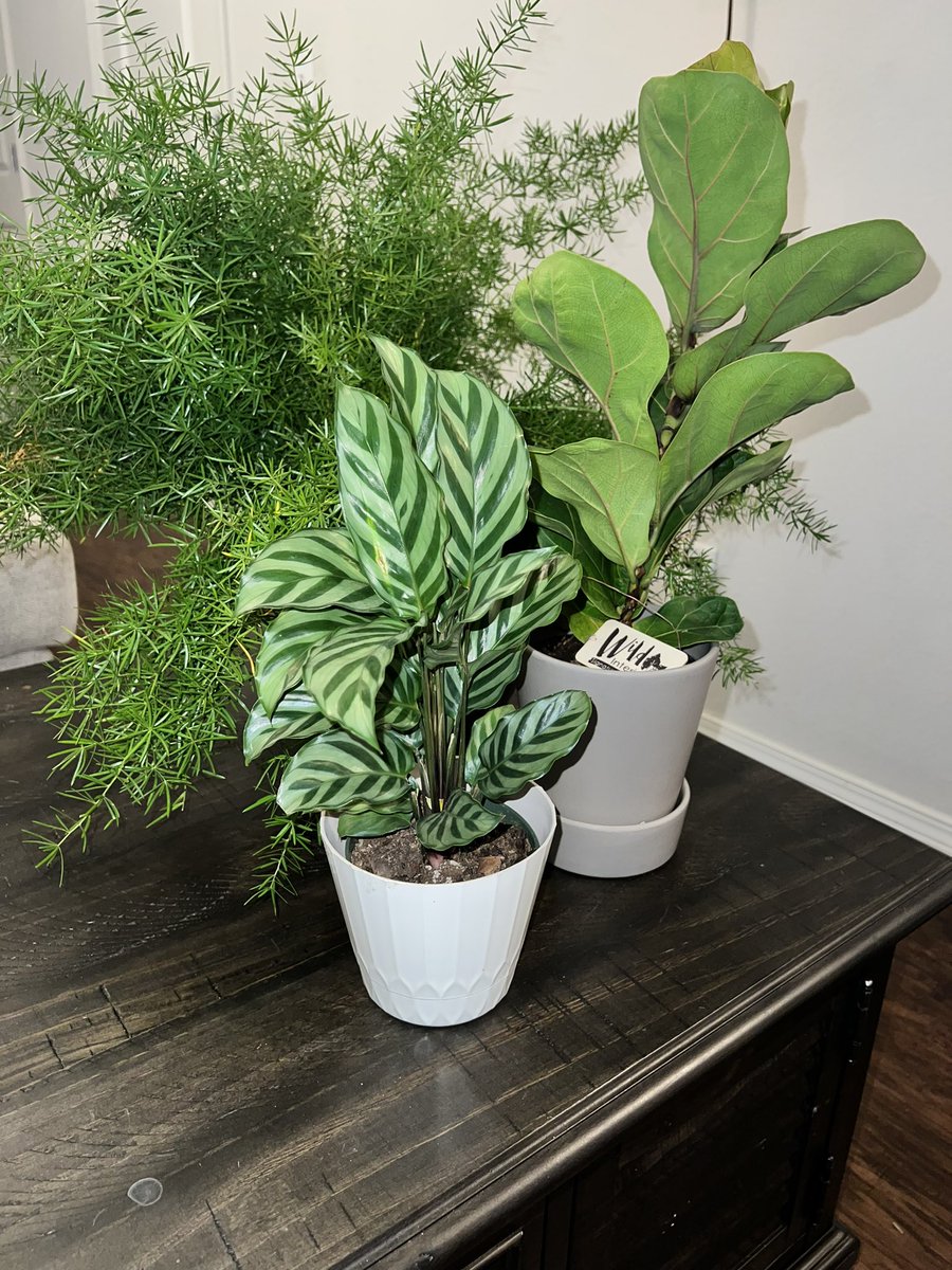 Weekend pick ups #plantpapi