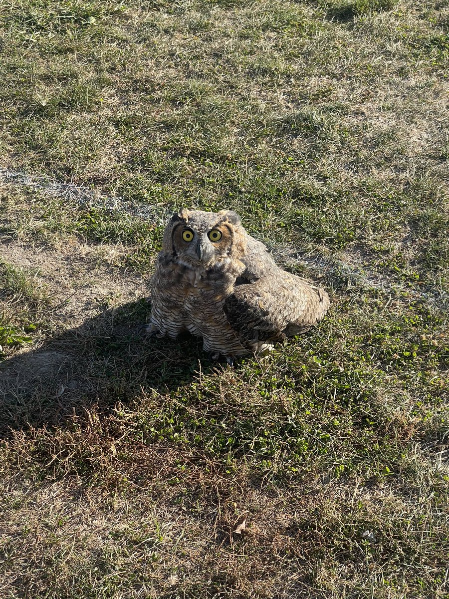 AvonSchoolsPD's tweet photo. A big shoutout to the @AvonPolice who saved this guy on Saturday.

A man walking behind 
Cedar Elementary noticed the owl was stuck in the soccer net. A crow and a hawk were on scene adding insult to injury.

Officers removed him safely, and he flew away without apparent injury. https://t.co/om7D6UA0uM
