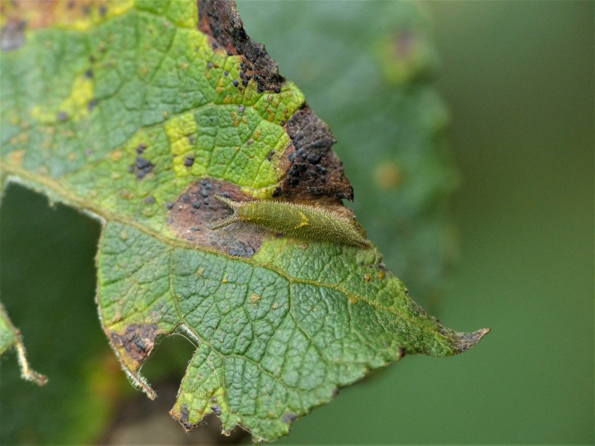 Purple Emperor larvae are starting to change into their winter greys & browns, from bright Lincoln green, prior to hibernation. They're masters of the cryptic arts.