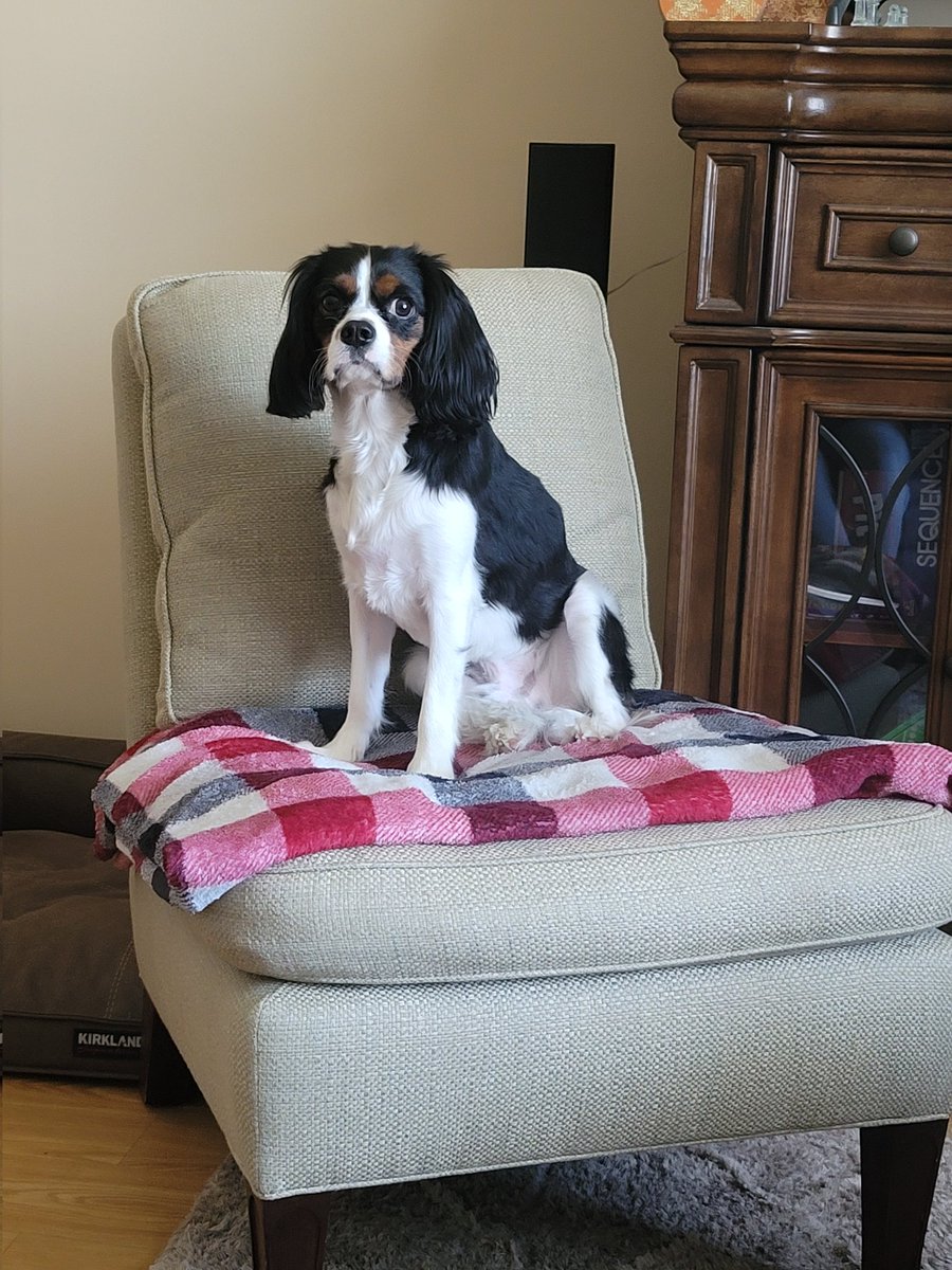 BethyAndPups's tweet photo. Asher ❤ #dogsoftwitter #DogsOnTwitter  #cavalierkingcharles #doglovers https://t.co/STWllabHq9