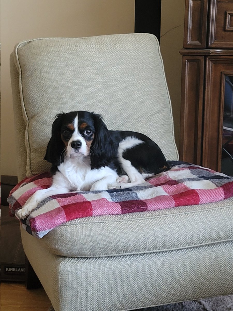BethyAndPups's tweet photo. Asher ❤ #dogsoftwitter #DogsOnTwitter  #cavalierkingcharles #doglovers https://t.co/STWllabHq9