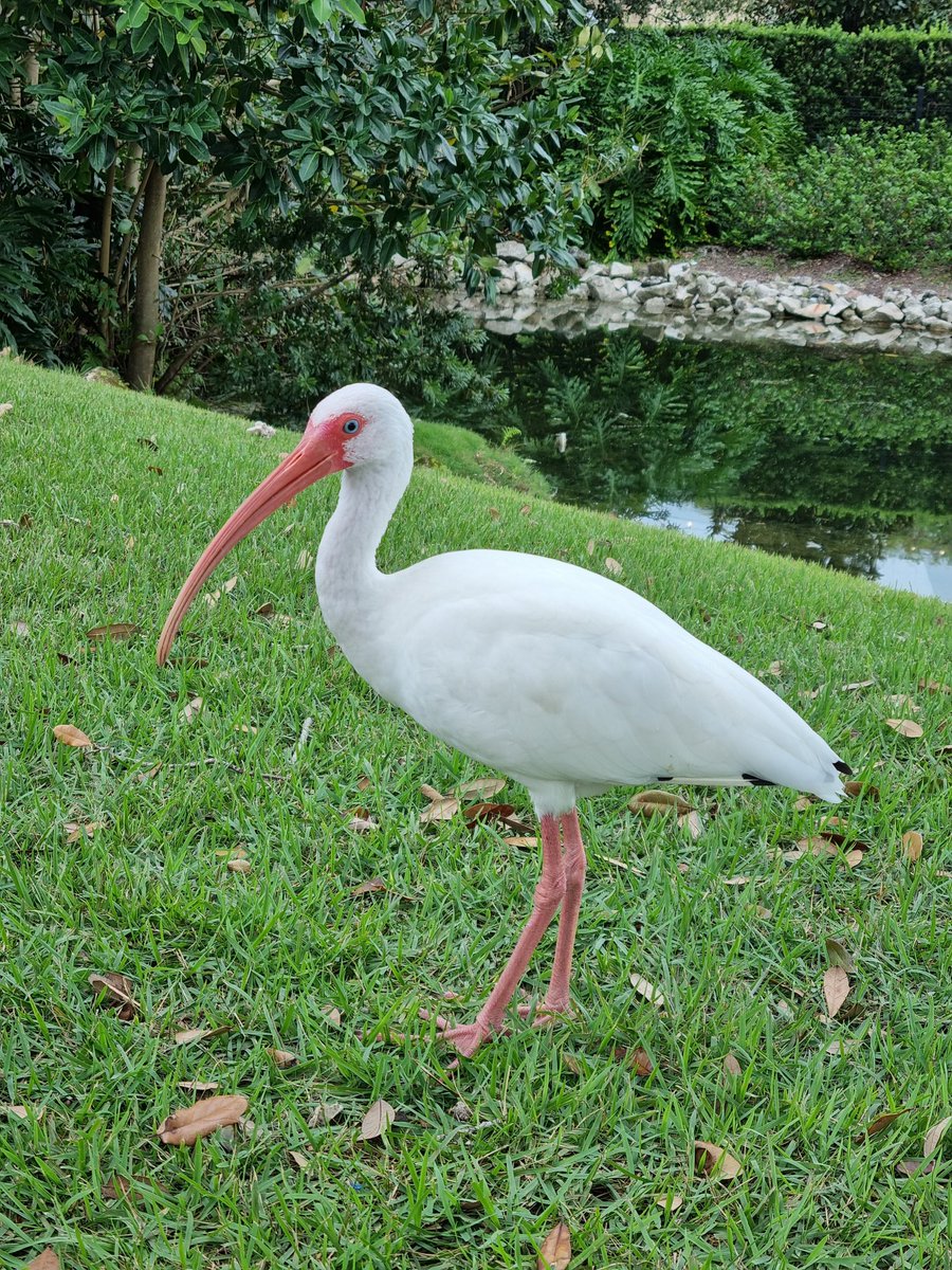 _steve_g81's tweet photo. Just back from a family trip to Florida, no time to spend birding but still managed to see this lot!
Great Egret
Downy Woodpecker
Mourning Dove
Mottled Duck
Anhinga
White Ibis 
Northern Cardinal 
Great Blue Heron
Palm Warbler
Black Vulture
Spotted Whistling Duck
Gray Kingbird https://t.co/QBGlxsazCv