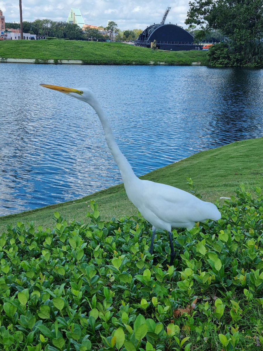 _steve_g81's tweet photo. Just back from a family trip to Florida, no time to spend birding but still managed to see this lot!
Great Egret
Downy Woodpecker
Mourning Dove
Mottled Duck
Anhinga
White Ibis 
Northern Cardinal 
Great Blue Heron
Palm Warbler
Black Vulture
Spotted Whistling Duck
Gray Kingbird https://t.co/QBGlxsazCv