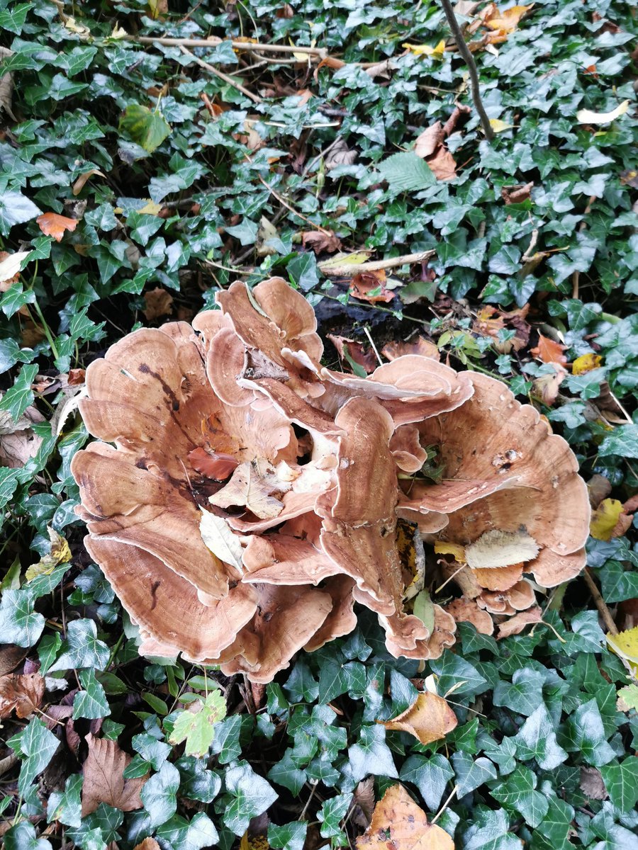 D00dlegum's tweet photo. It's Mushroom Season Part 1 🍄 
#mushroom #mushroomseason #fungus #NaturePhotography #naturewalks #chester #polypore https://t.co/vIfz9kEjB2