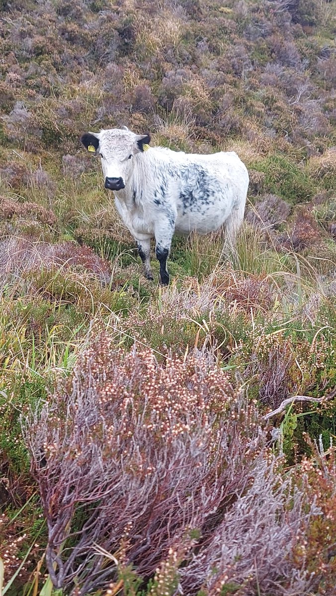 #Droimeann Cattle grazing mountain land in Connemara. #conservationgrazing #nativeirishcattle