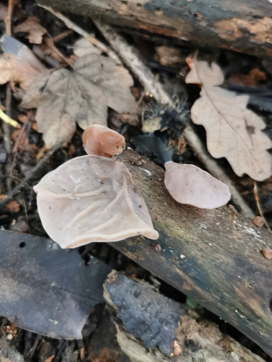 D00dlegum's tweet photo. It's Mushroom Season Part 3 🍄 Please identify if you know the species! 
#mushroom #mushroomseason #fungus #NaturePhotography #naturewalks #chester https://t.co/FneEiOnyRo