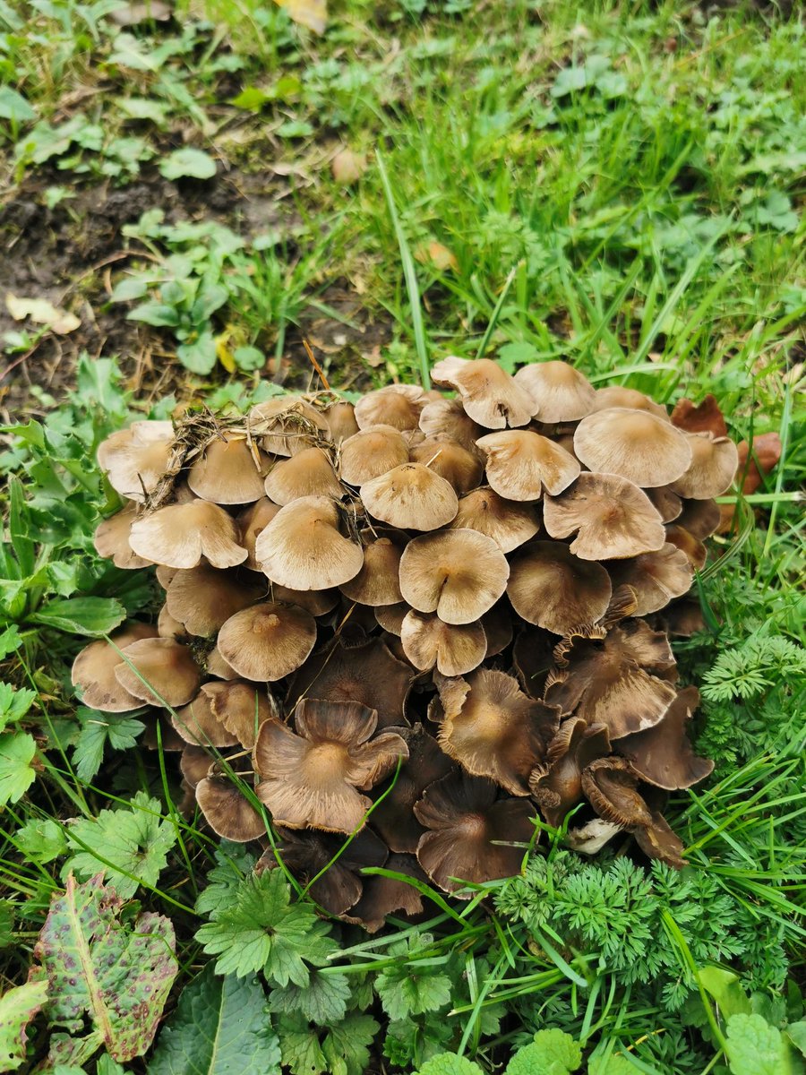 D00dlegum's tweet photo. It's Mushroom Season Part 3 🍄 Please identify if you know the species! 
#mushroom #mushroomseason #fungus #NaturePhotography #naturewalks #chester https://t.co/FneEiOnyRo