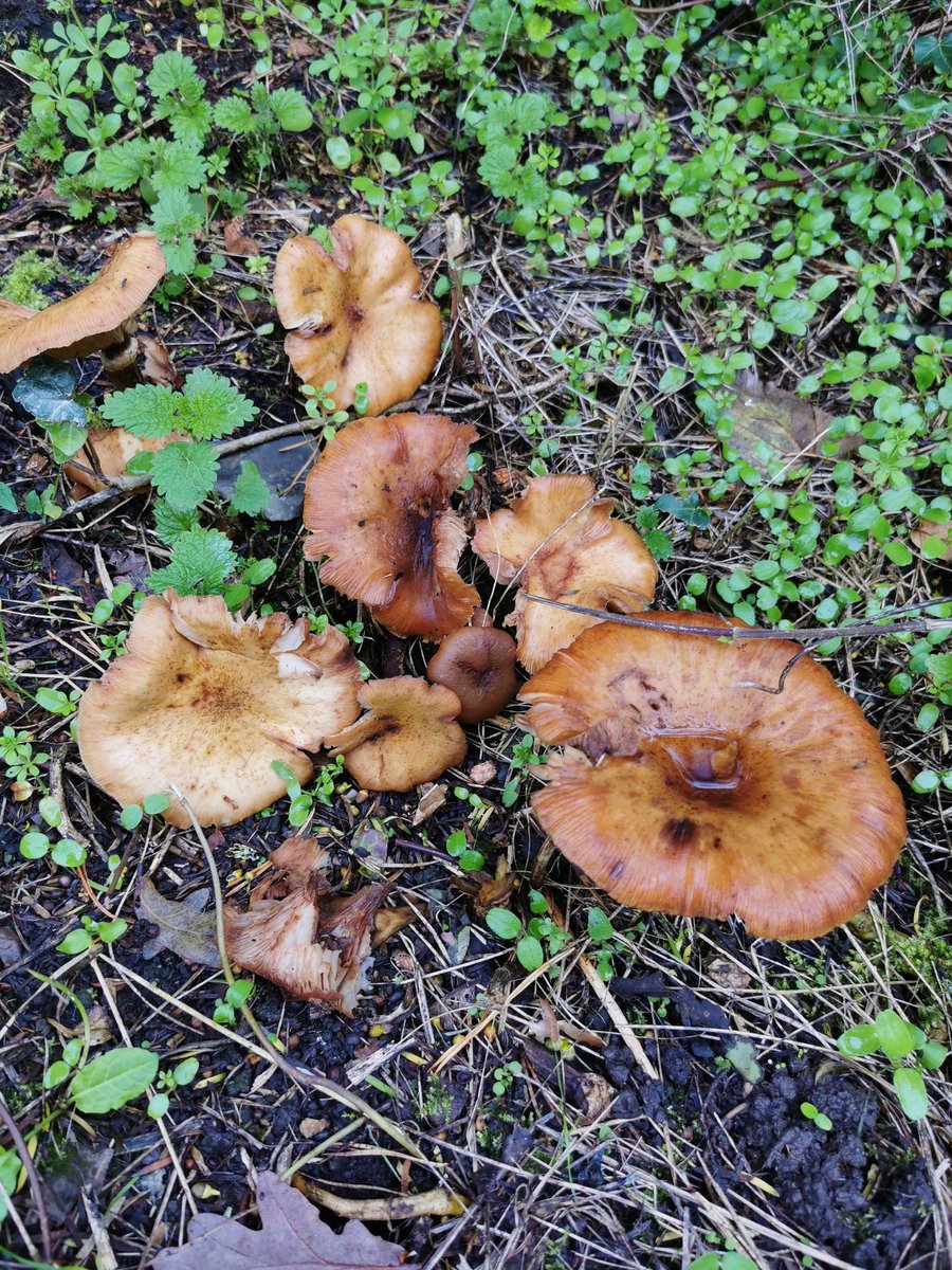 D00dlegum's tweet photo. It's Mushroom Season Part 3 🍄 Please identify if you know the species! 
#mushroom #mushroomseason #fungus #NaturePhotography #naturewalks #chester https://t.co/FneEiOnyRo