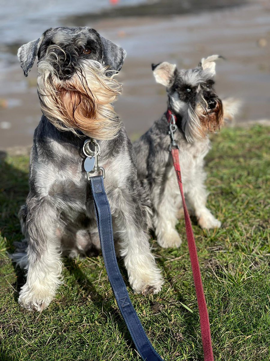 Had a few days with our fab woof sitter as folks went ✈️ She lives near da beach and spoils us-was windy 🙈