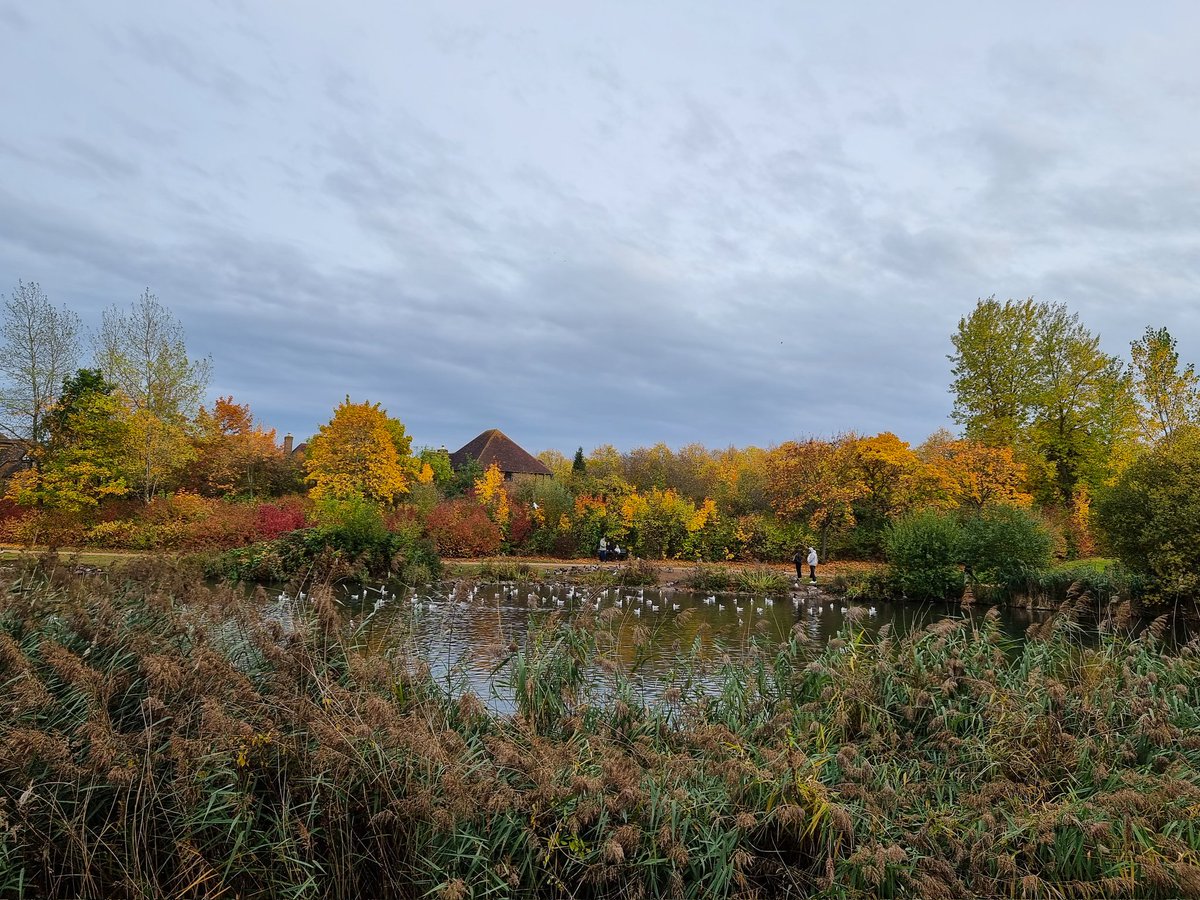 Wonderful colours at Furzton Lake 🍂

#Autumn #ScenesFromMK #FurztonLake #TheParksTrust #StormHour #ThePhotoHour