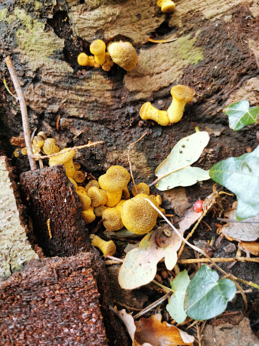 D00dlegum's tweet photo. It's Mushroom Season Part 4 🍄 Please identify if you know the species! 
#mushroom #mushroomseason #fungus #NaturePhotography #naturewalks #chester https://t.co/H5rTxdkWDx