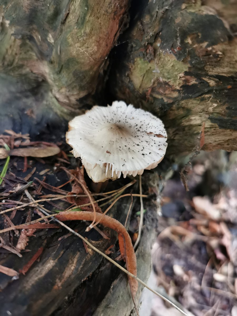 D00dlegum's tweet photo. It's Mushroom Season Part 2 🍄 Please identify if you know :) I think there is some Jellyear and King Alfred's Cake!?
#mushroom #mushroomseason #fungus #NaturePhotography #naturewalks #chester https://t.co/JuoXDrUWpC