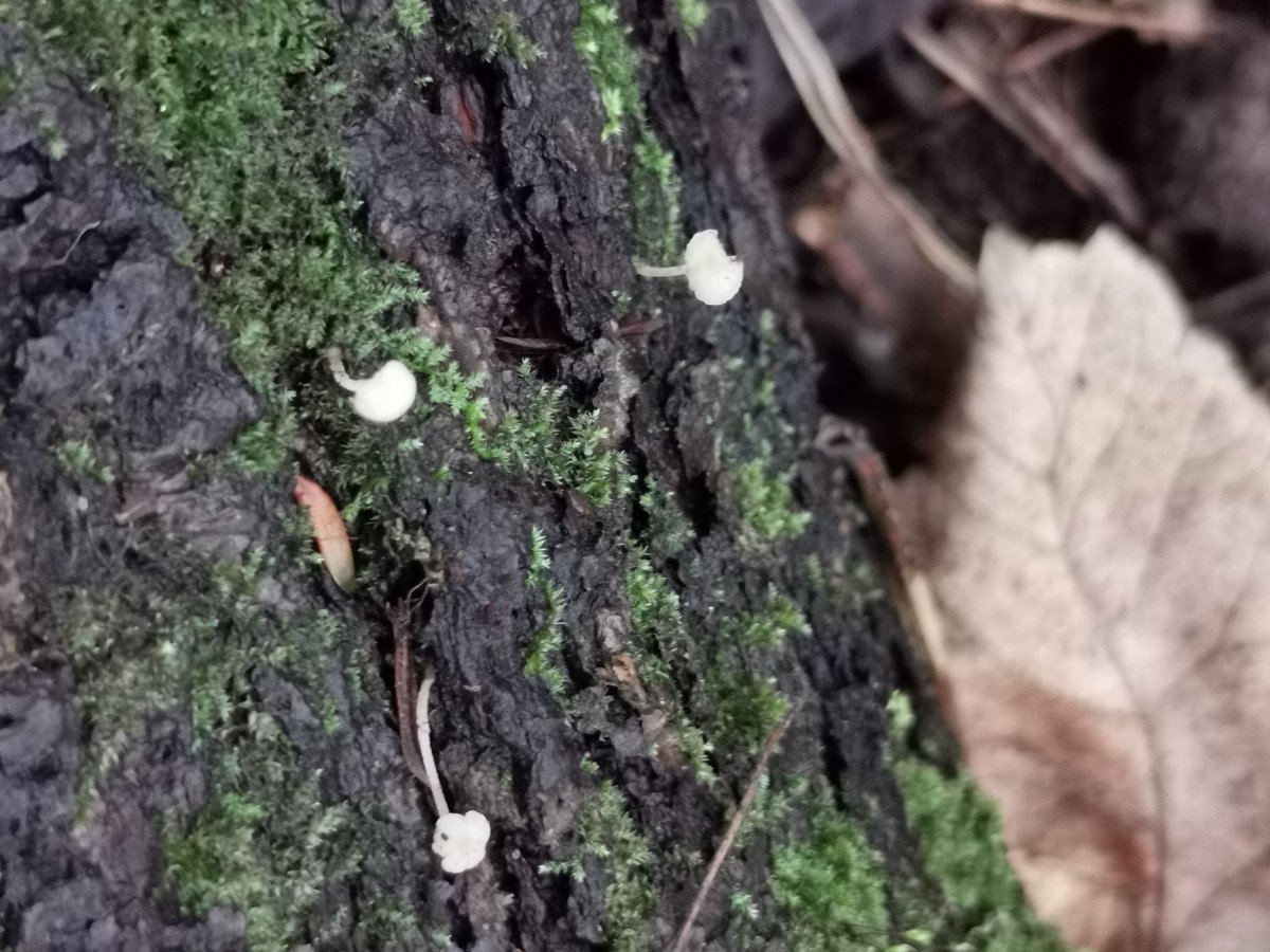 D00dlegum's tweet photo. It's Mushroom Season Part 2 🍄 Please identify if you know :) I think there is some Jellyear and King Alfred's Cake!?
#mushroom #mushroomseason #fungus #NaturePhotography #naturewalks #chester https://t.co/JuoXDrUWpC