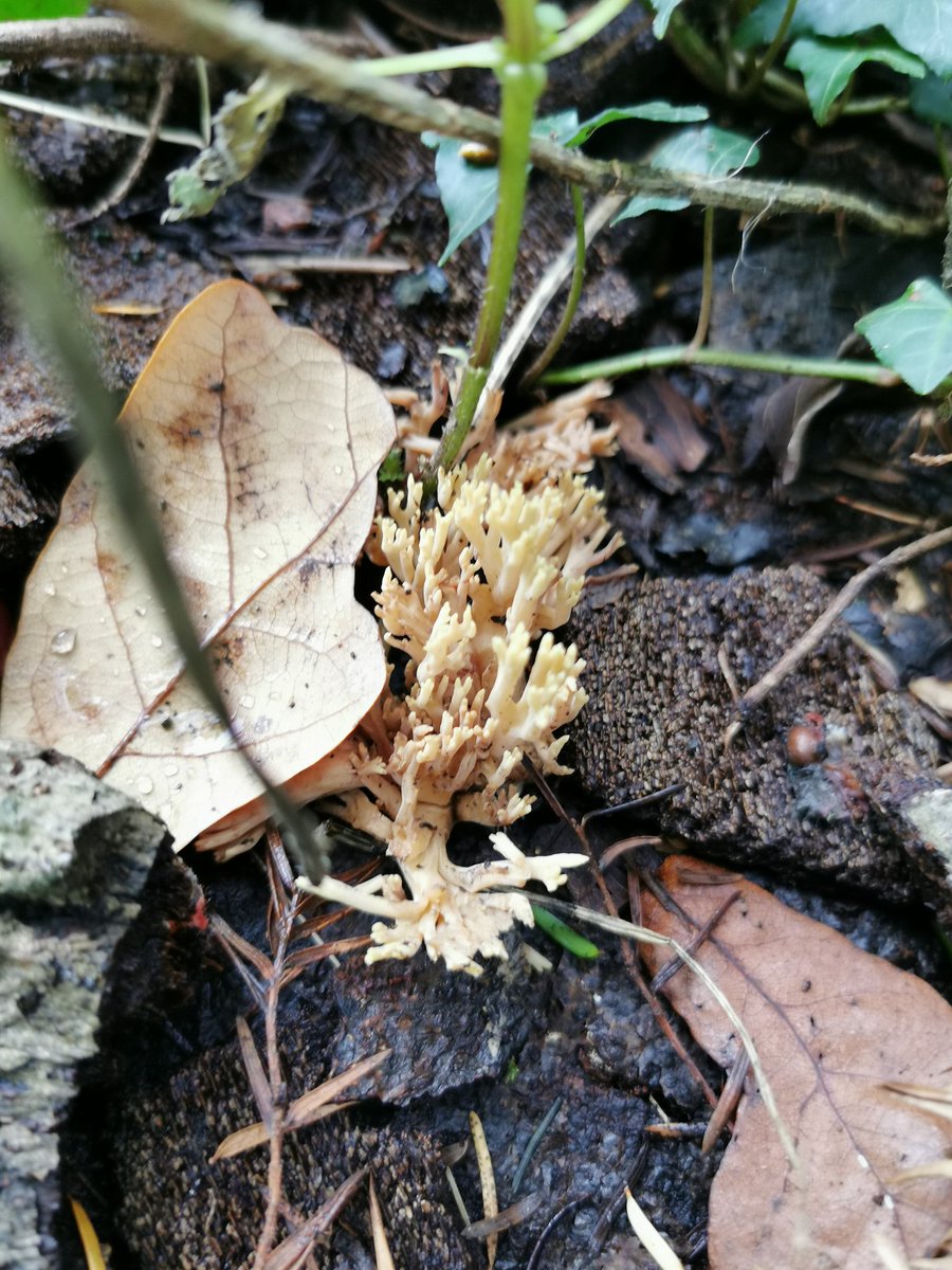 D00dlegum's tweet photo. It's Mushroom Season Part 4 🍄 Please identify if you know the species! 
#mushroom #mushroomseason #fungus #NaturePhotography #naturewalks #chester https://t.co/H5rTxdkWDx